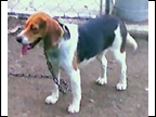 Roxie