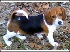 Mollie