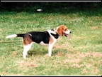 Roxie 2
