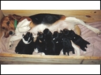 Laneline Ginger with Pups