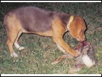 Laneline Pup First Taste of Rabbit 2