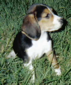 Laneline Pup