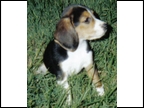 Laneline Pup