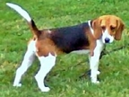 Molly
