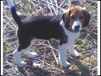 Ranger