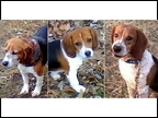 Heidi, Molly & Dingus