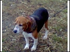 Heidi