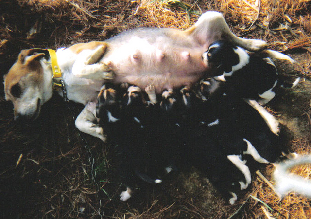 Laneline Katie with Pups