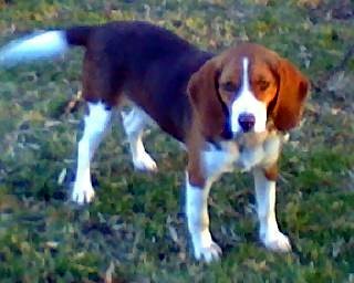 Rosie