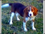 Rosie