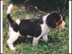 Laneline Pup 2