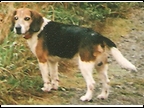 Ozzie 2009
