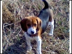 Molly