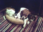 Dingus and  Donna