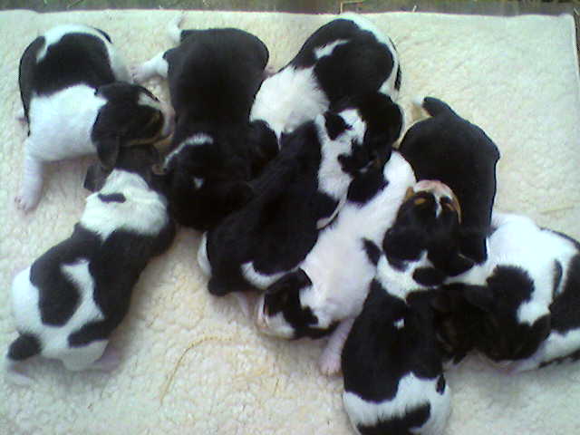 puppies