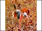 Dingus During a Hunt