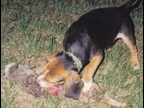 Laneline Pup First Taste of Rabbit