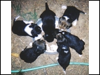 Laneline Pups First Feeding