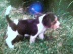 pup
