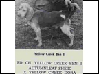 FC Yellow Creek Ben II
