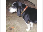 Field Champion Walker's Blacky