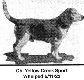 Yellow Creek Sport