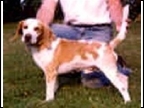 ROB-IDA'S JEORGE WITH A J (sire of New City Cruiser)