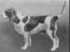 Dual Ch. Frank Forest