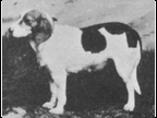 Staley's Triumph