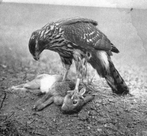 Hawk & Prey