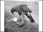 Hawk & Prey