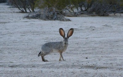 Jackrabbit