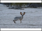 Jackrabbit