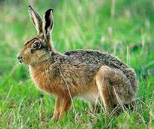 Swamp Rabbit