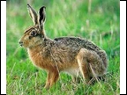 Swamp Rabbit