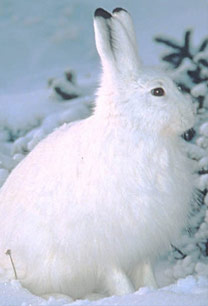 Winter Snowshoe Hare