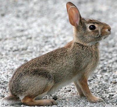 Eastern Cottontail