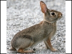 Eastern Cottontail