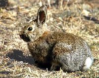 Summer Snowshoe Hare