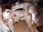 Confused Deer & Mad Dog