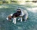 Beagle &amp; Friendly Coon