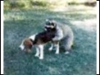 Beagle & Friendly Coon