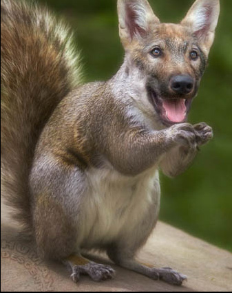 Dogsquirrel