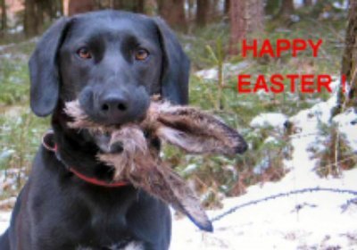 What Easter Bunny? Ive seen no Easter Bunny !