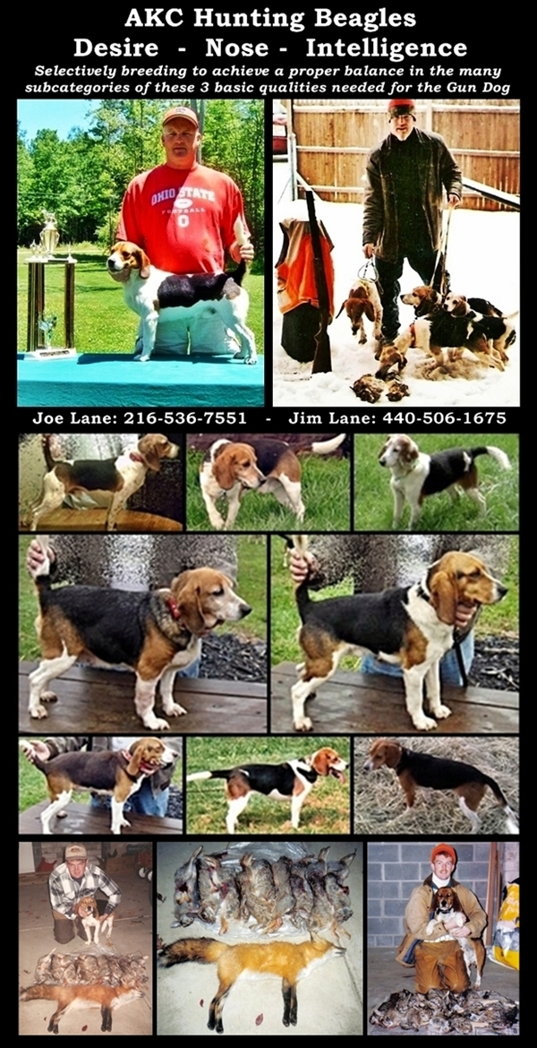 Laneline Beagles Laneline Beagles