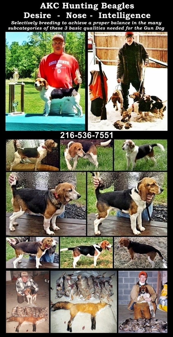 Laneline Beagles
